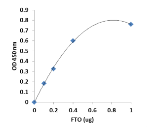 FTO酶