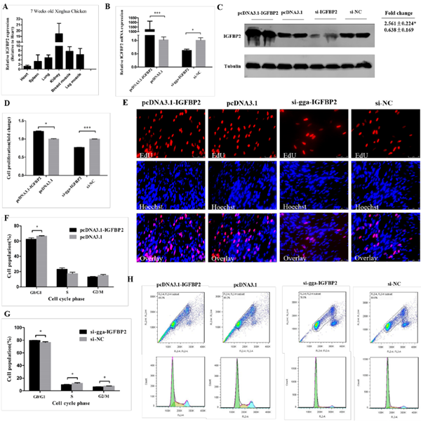  IGFBP2促进成肌细胞的细胞周期进展