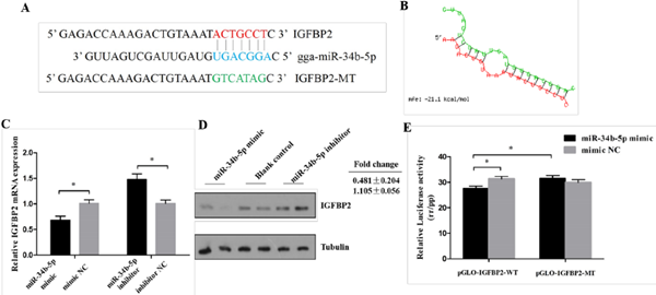 GFBP2是MiR-34b-5p的直接靶点