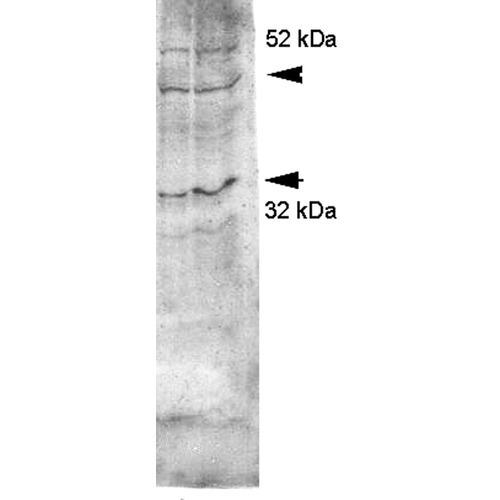大鼠肾内髓质匀浆的Western印迹分析显示使用兔抗水通道蛋白4多克隆抗体