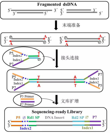 二代测序DNA文库