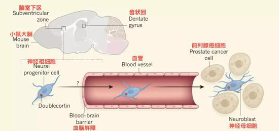 神经干细胞进入肿瘤流程图