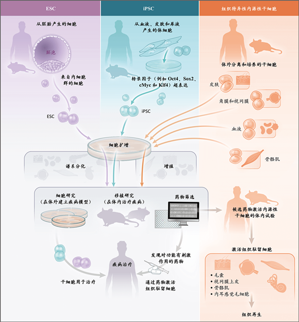 干细胞修复移植