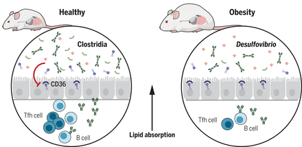 T细胞介导的微生物群调控可以防止肥胖