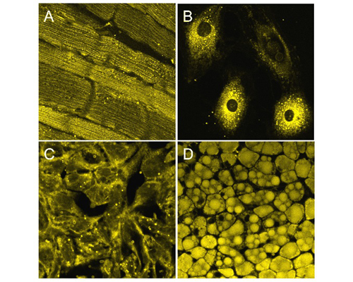 用TR-600-P1染色肌肉组织（A），心肌细胞（B），囊泡结构（C）和胎儿脂肪组织（D）中的脂质