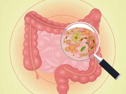 高脂肪饮食影响肠道免疫系统中的B细胞