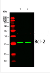 使用Abbkine Bcl-2单克隆抗体（ABM0010）， WB 1:1000稀释