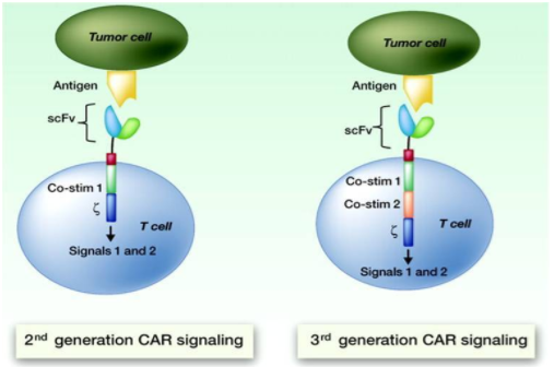 CAR-T