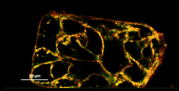 用Flipper-TR膜张力探针（目录号CY-SC020）染色的细胞膜的荧光寿命图