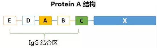 Protein A结构