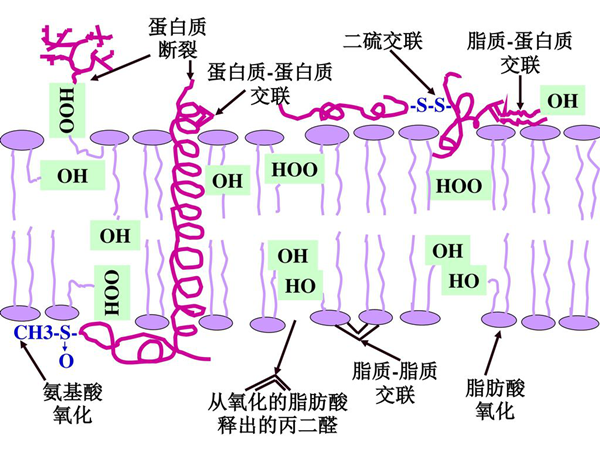 测定脂肪氧化程度