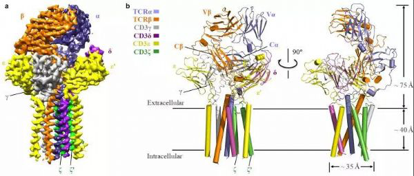 TCR-CD3复合物的整体结构图