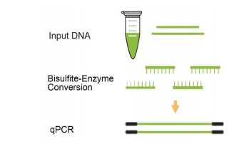 input DNA