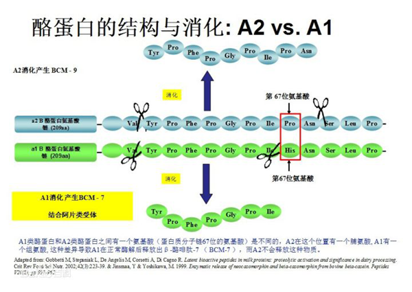 &beta;-酪蛋白可呈现两种主要类型中的其中一种：A1 或 A2