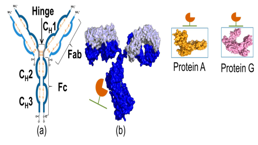 Protein A