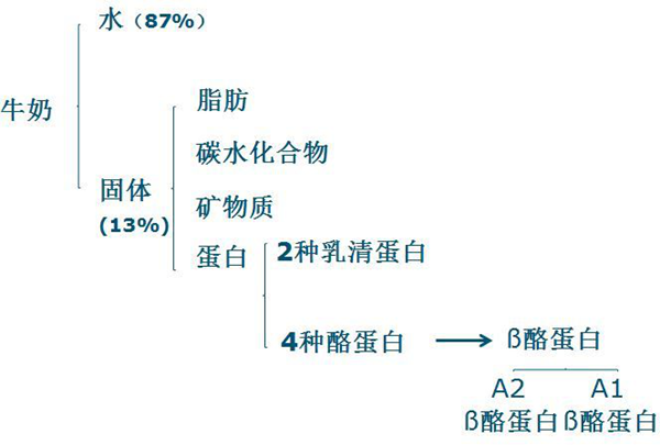 酪蛋白和乳清蛋白是牛奶中的两种主要蛋白质