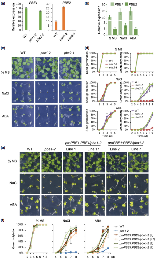 pbes在拟南芥和pbe1突变体中的表达对盐胁迫和脱落酸（ABA）更为敏感
