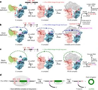 pre-mRNA
