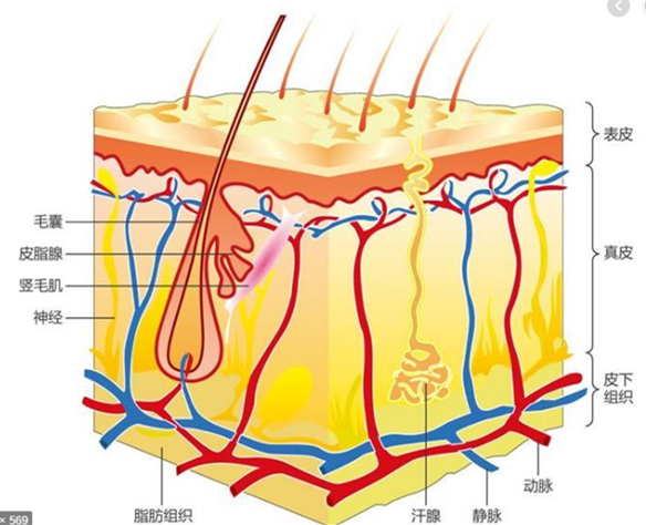 皮肤