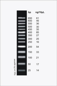 DNA Ladder