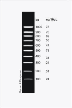 DNA Ladder