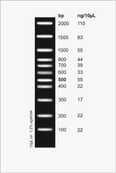 DNA Ladder