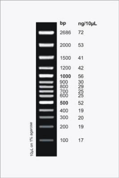 DNA Ladder