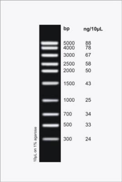 DNA Ladder