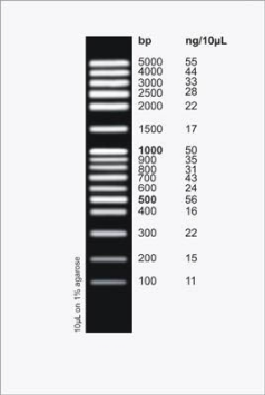 DNA Ladder