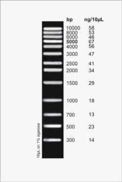 DNA Ladder