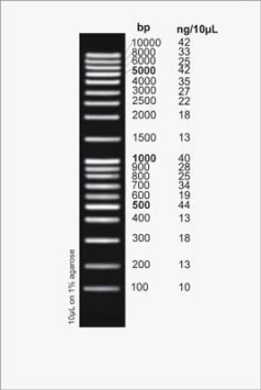 DNA Ladder