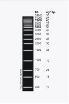 DNA Ladder