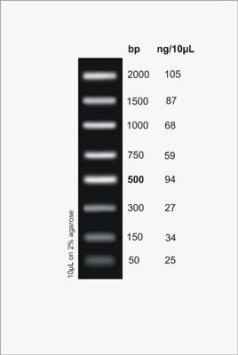 DNA Ladder