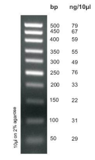 DNA Ladder