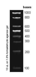 RNA Ladder