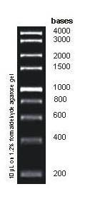 RNA Ladder