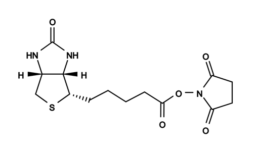 生物素琥珀酰亚胺酯