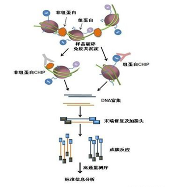 染色质免疫沉淀分析方法