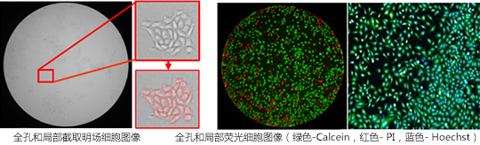 Celigo的典型图像