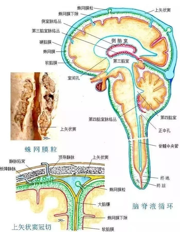 脑脊液循环