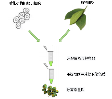 染色质提取试剂盒