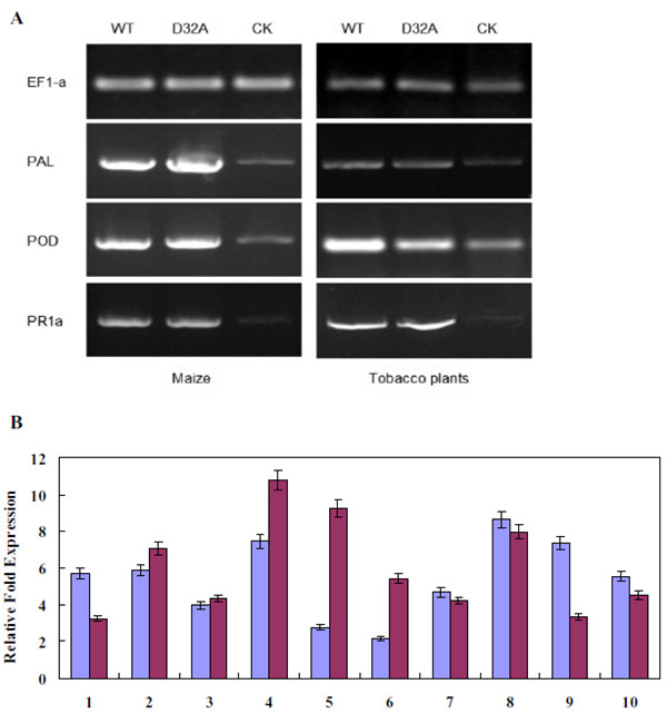 茄红根瘤菌EG1诱导防御反应基因