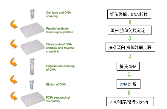 植物染色质免疫沉淀试剂盒