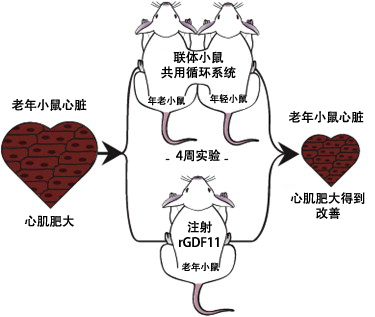 生长分化因子11