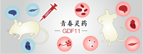 抗衰老因子GDF11