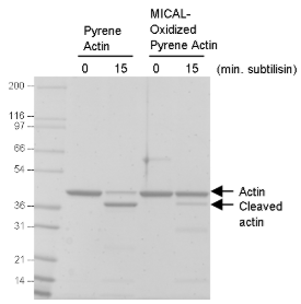 MICAL氧化Actin与天然Actin的枯草杆菌蛋白酶处理对比