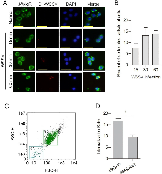 MjpIgR与WSSV在血细胞中共定位
