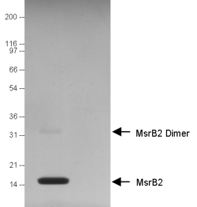MsrB2蛋白纯度测定