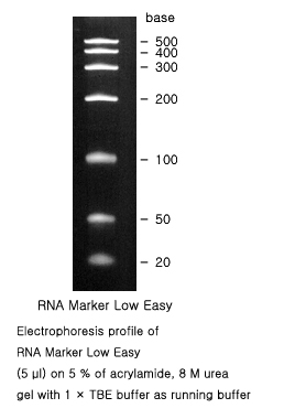 RNA Ladder