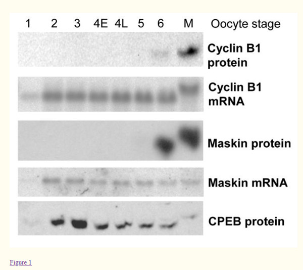 cyclin B1 mRNA在2期以后表达量最高